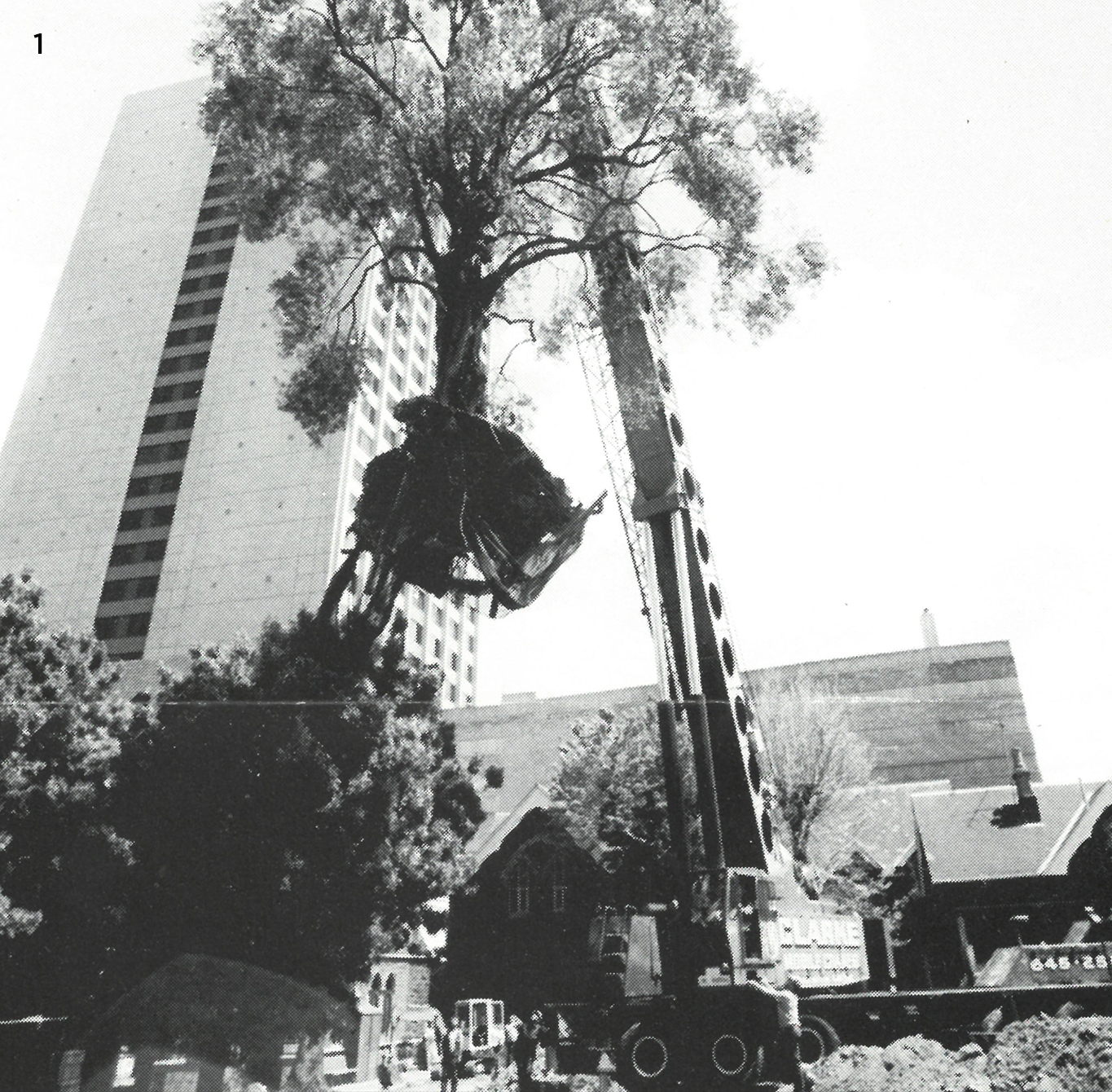 The Olive Tree being moved to the north of the church. 